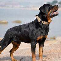Breites Taktisches Hundehalsband -  Vektan