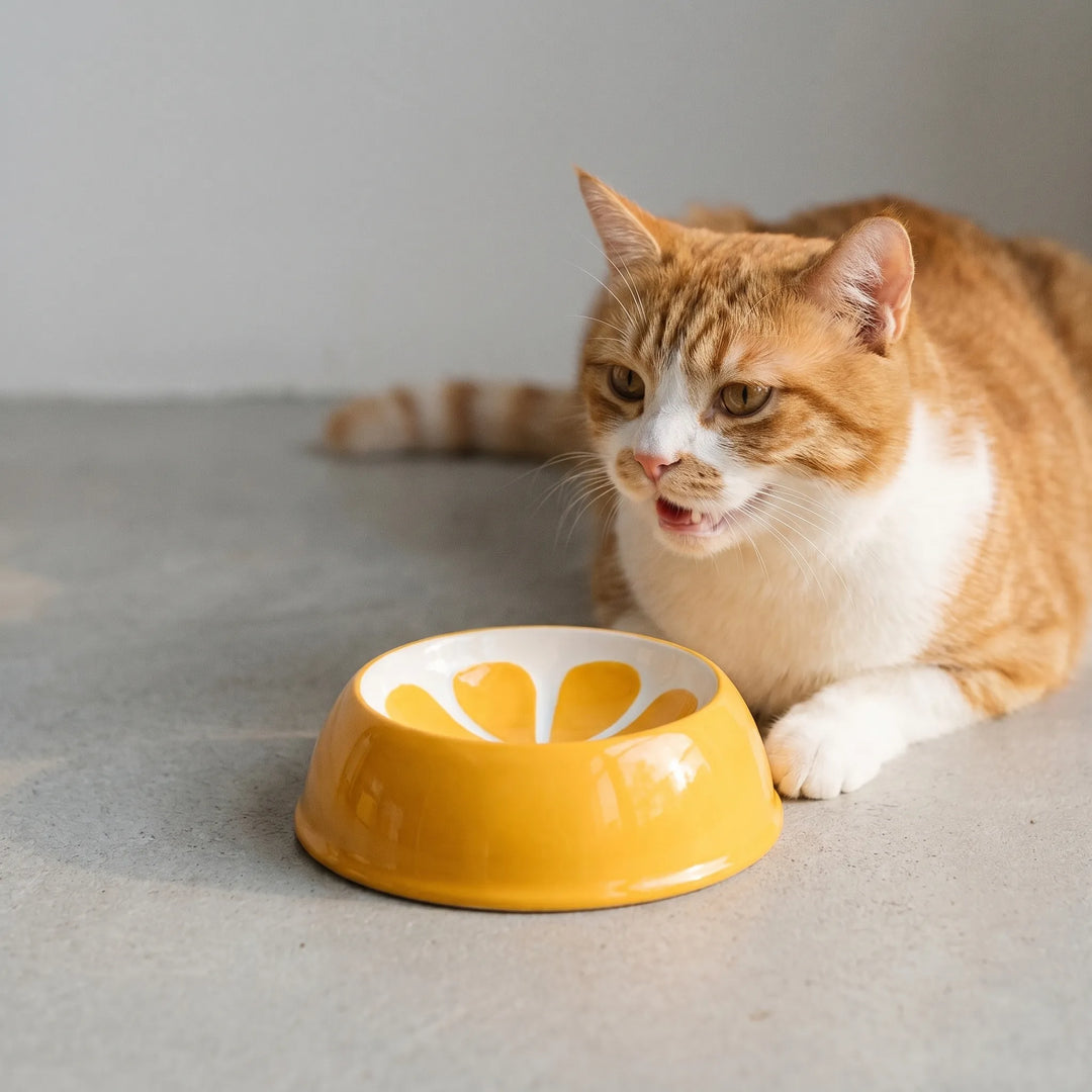 Bunter Futternapf Für Kleintiere -  Snackio