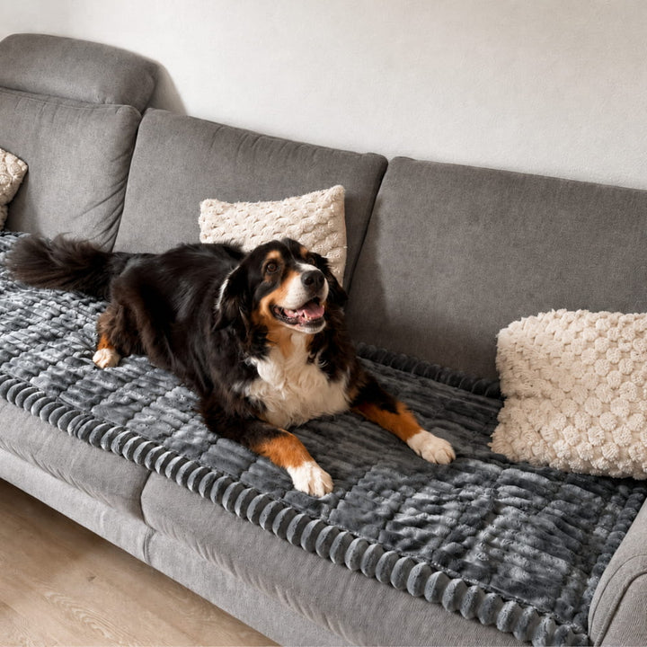 Berner Sennenhund liegt auf einer anthrazitgrauen, gerippten Sofaschutzdecke, die die Sitzfläche eines grauen Sofas bedeckt. 2