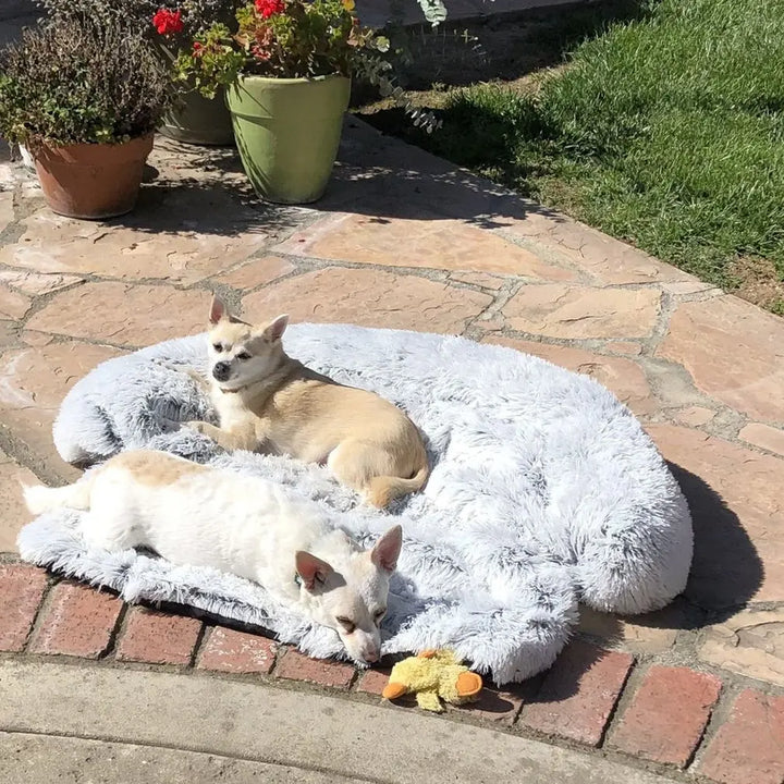 Fluffige Haustierdecke Für Das Sofa -  Fluffery