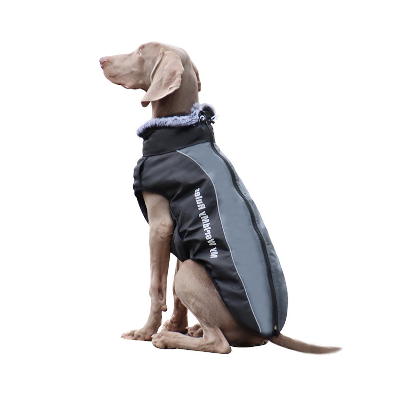 Gefütterte Winterjacke Für Hunde -  Houndex
