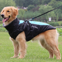 Gefütterte Winterjacke Für Hunde -  Houndex