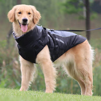 Gefütterte Winterjacke Für Hunde -  Houndex