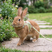 Gepolstertes Kaninchengeschirr Mit Leine -  HoppWalk