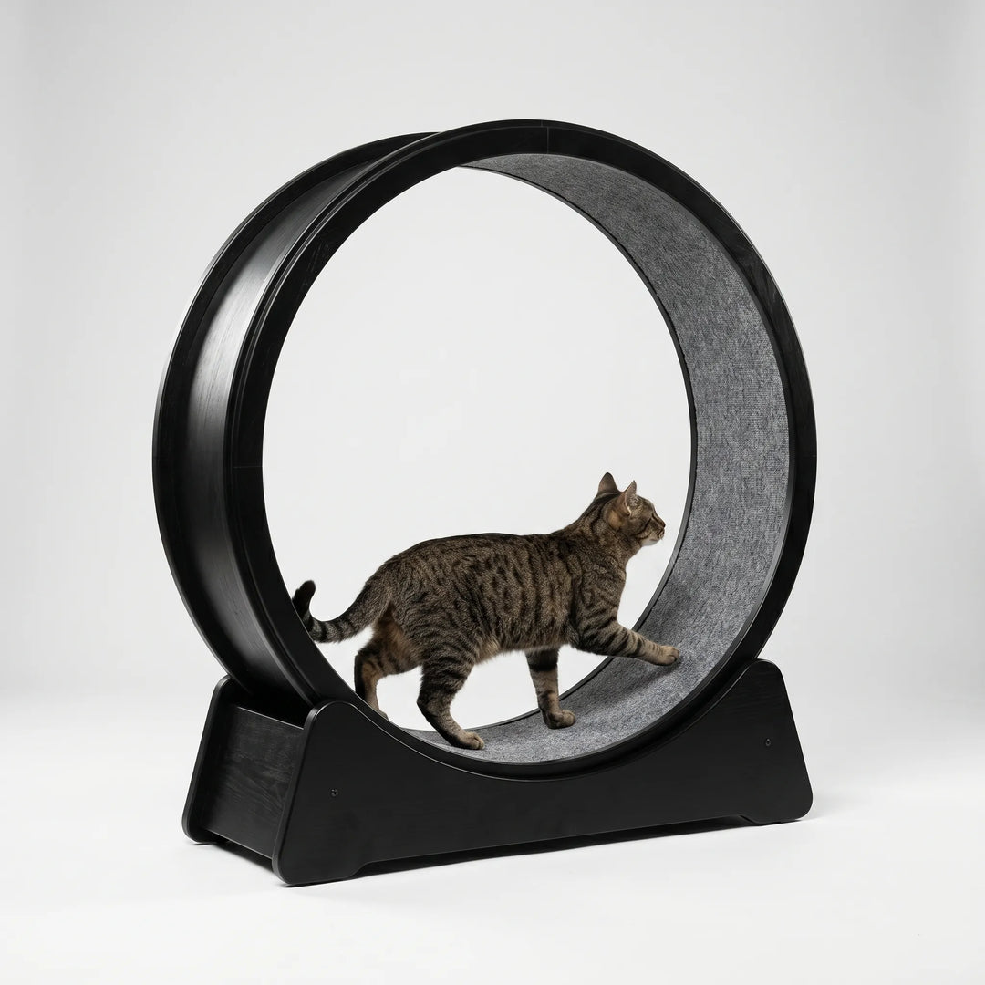 Großes Laufrad Für Hauskatzen -  CatWheelo