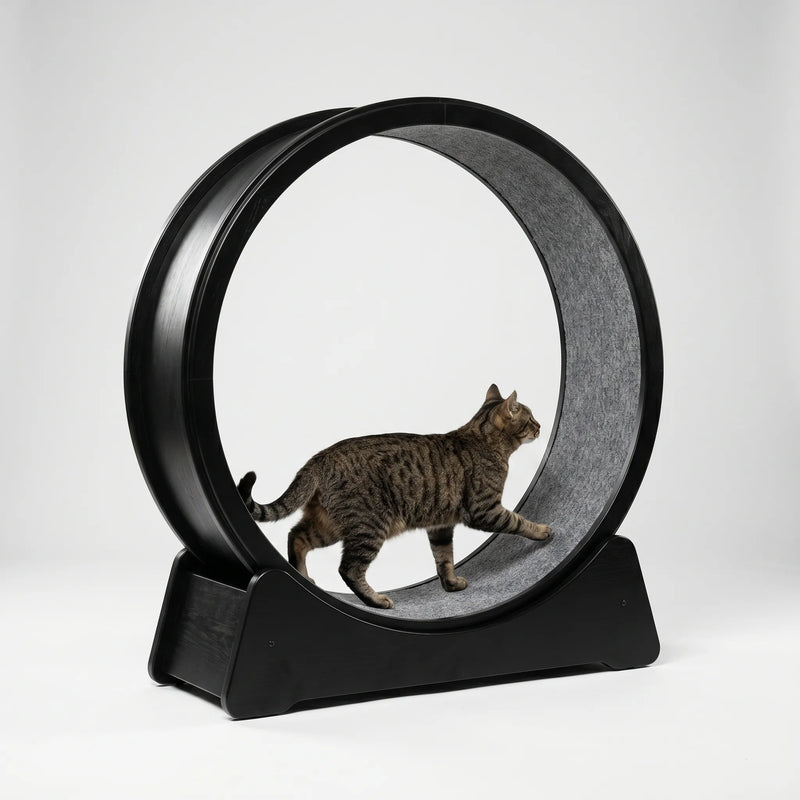 Großes Laufrad Für Hauskatzen -  CatWheelo