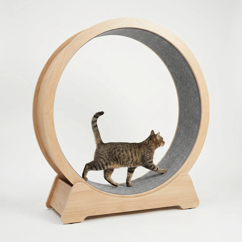 Großes Laufrad Für Hauskatzen -  CatWheelo