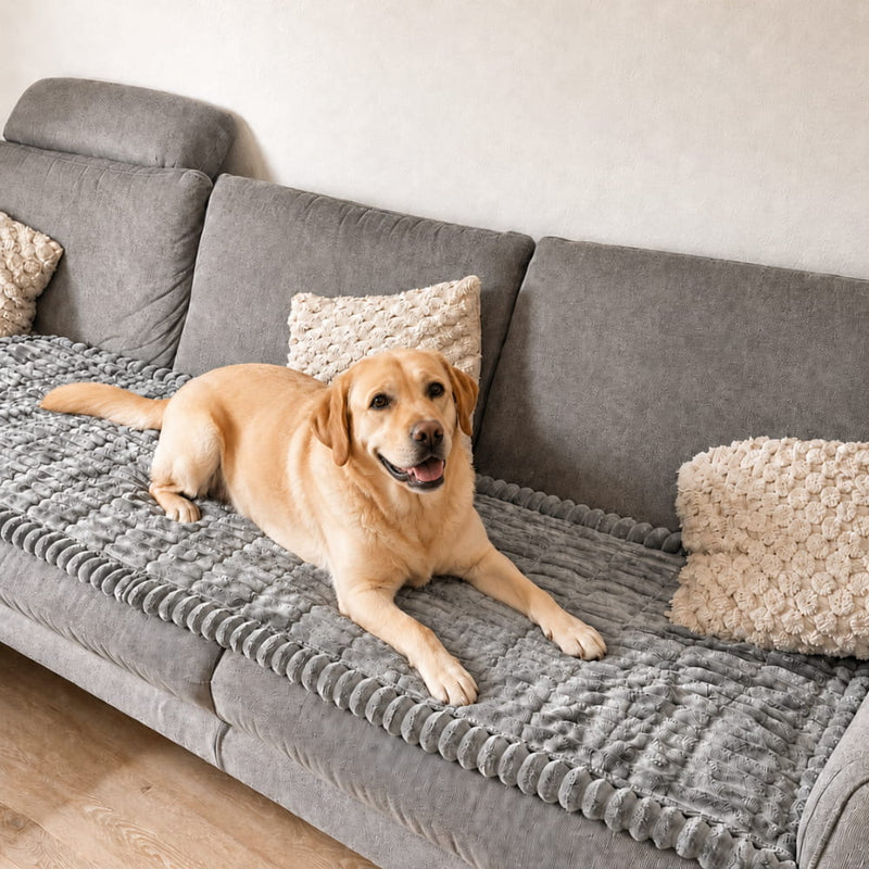 Goldener Labrador liegt auf einer grauen, gerippten Sofadecke auf einem grauen Sofa mit cremefarbenen Kissen. 1