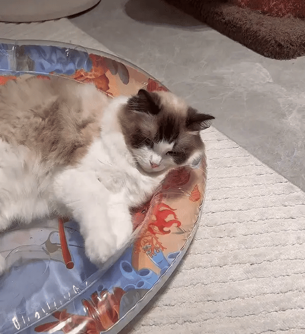 Interaktive Katzenspielmatte -  Wavix