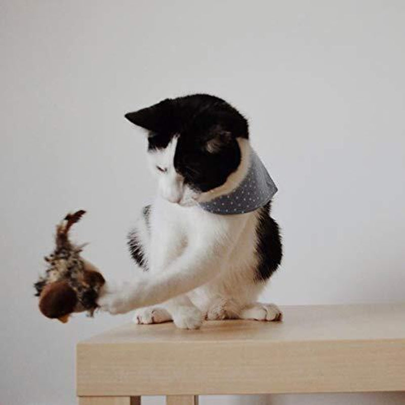 Interaktives Elektronisches Katzenspielzeug -  Bouncis