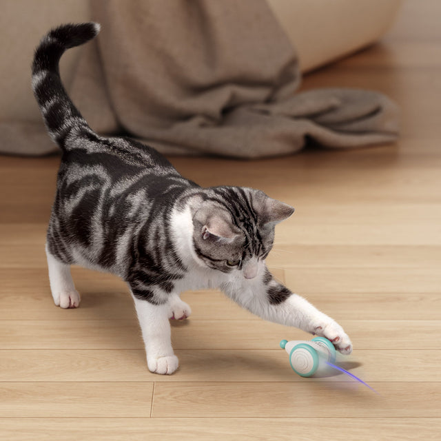 Interaktives Elektronisches Katzenspielzeug -  Zoomino
