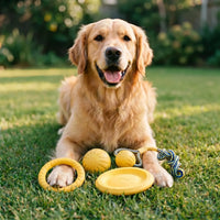 Interaktives Hundespielzeug-Set -  Chomprox