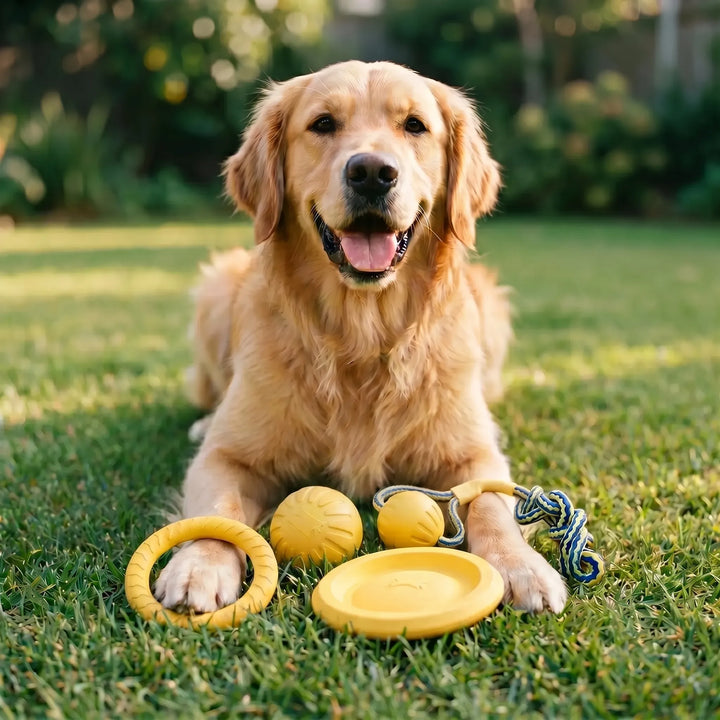 Interaktives Hundespielzeug-Set -  Chomprox