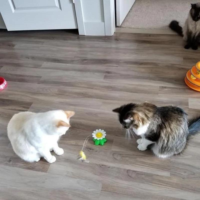 Interaktives Katzenspielzeug -  Flittero