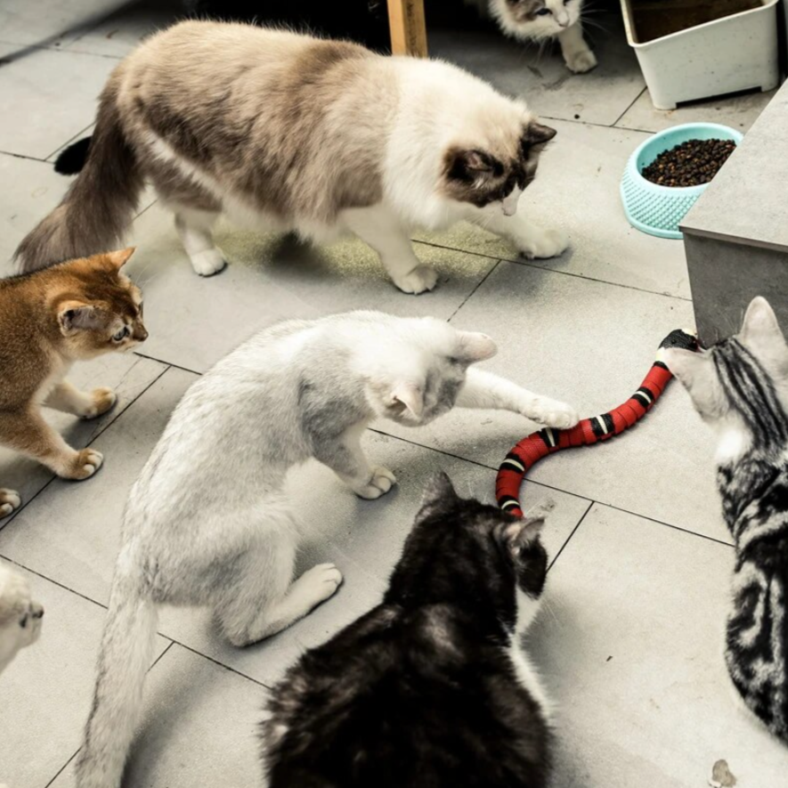 Interaktives Katzenspielzeug -  Snekker