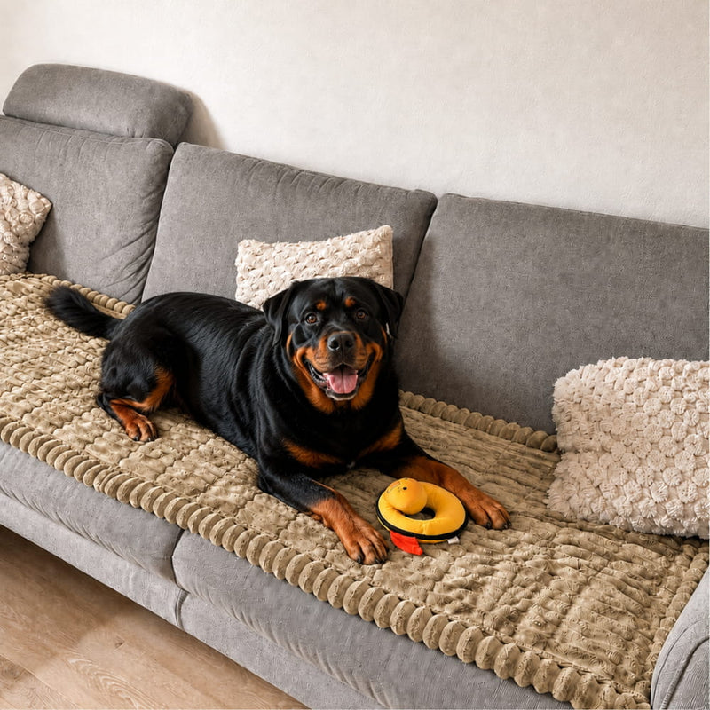 Rottweiler liegt mit einem gelben Spielzeug auf einer beigen, gerippten Sofadecke auf einem grauen Sofa. 5