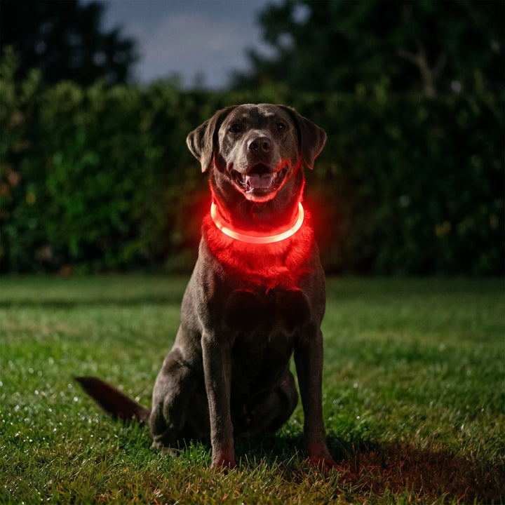 Leuchthalsband Für Hunde -  Glowen