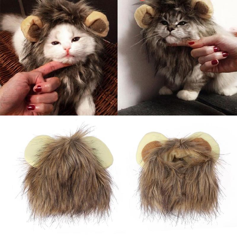 Löwenmähne Für Katzen -  Maneify