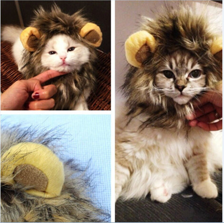 Löwenmähne Für Katzen -  Maneify