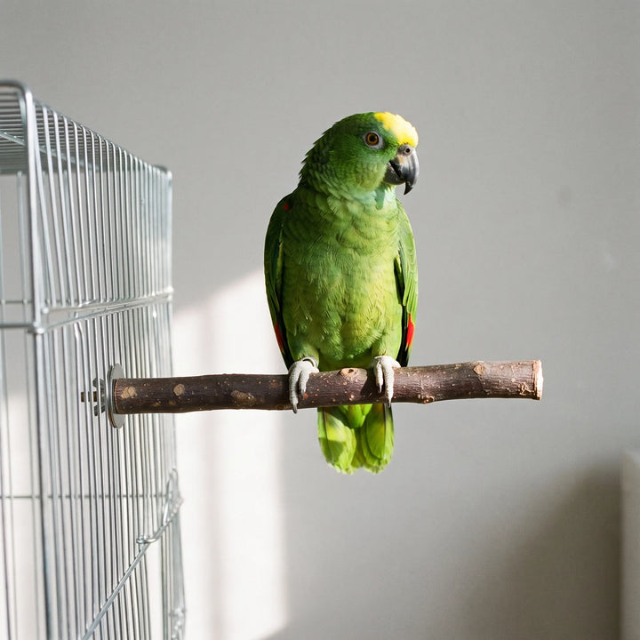 Natürliche Vogelstange -  PerchSet
