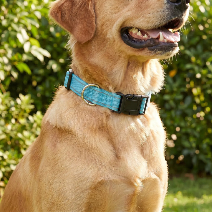 Reflektierendes Hundehalsband -  Strapio