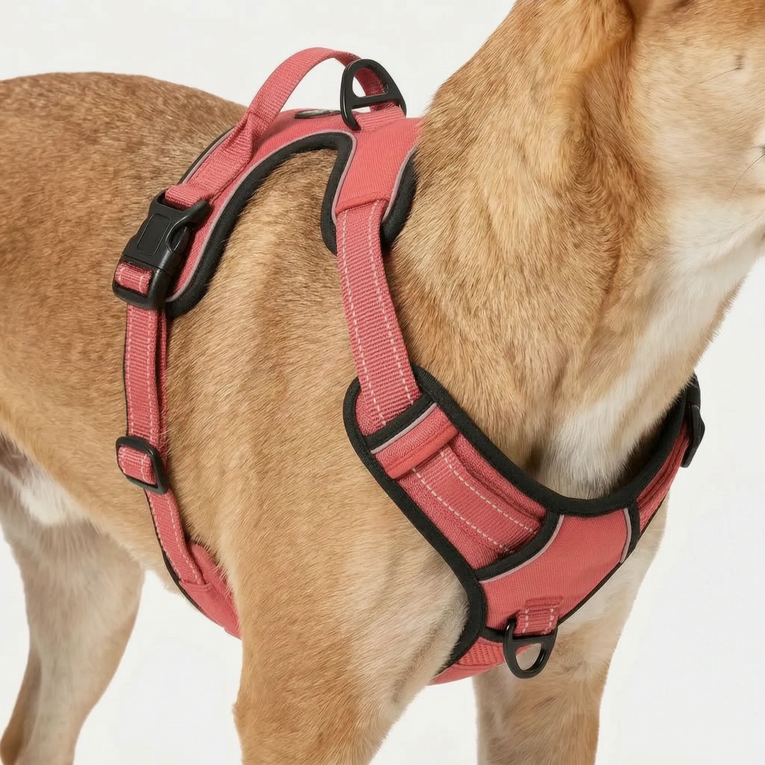Robustes Brustgeschirr Für Große Hunde -  Leashlux