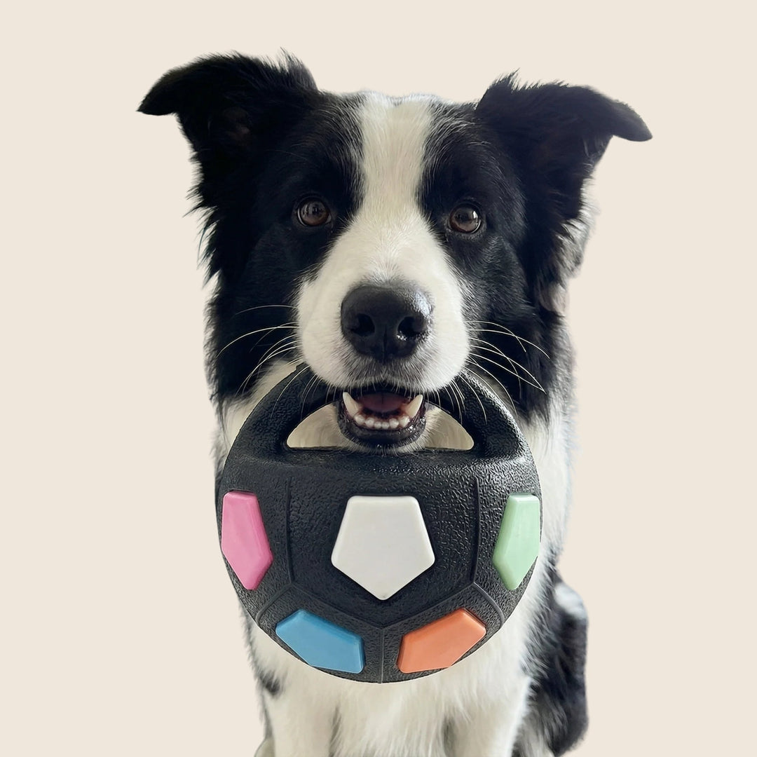 Schwarz-weißer Border Collie hält den schwarzen Ball mit Tragegriff und bunten fünfeckigen Feldern frontal in die Kamera, vor hellem Hintergrund. 1