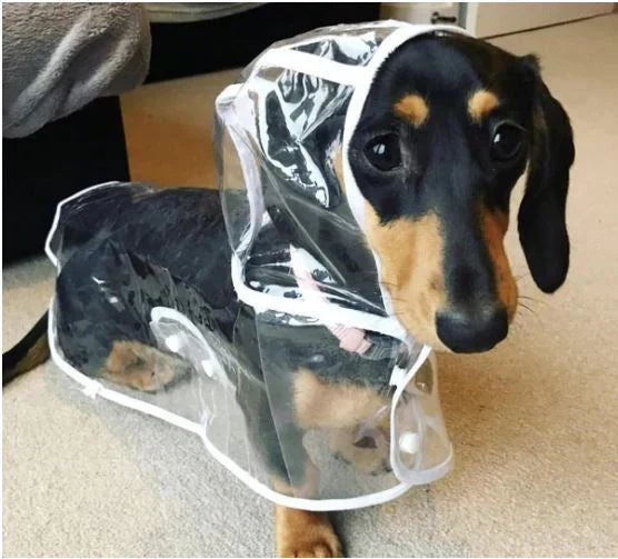 Transparenter Hunde-Regenmantel -  Rainygo