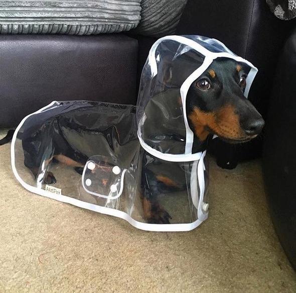 Transparenter Hunde-Regenmantel -  Rainygo