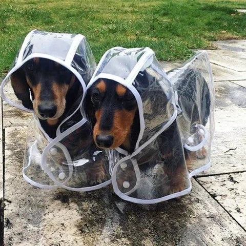 Transparenter Hunde-Regenmantel -  Rainygo