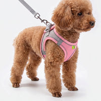Verstellbares Geschirr-Set Mit Leine -  PuppyRoam