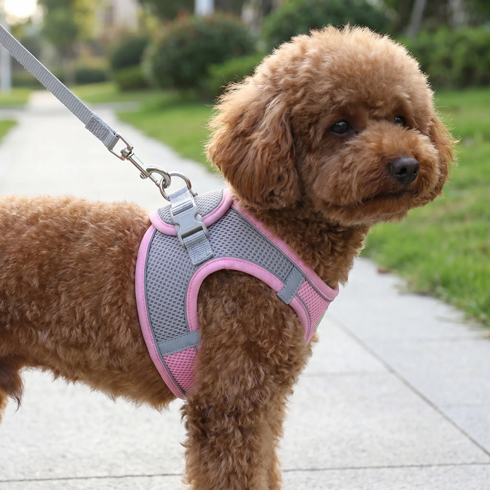 Verstellbares Geschirr-Set Mit Leine -  PuppyRoam