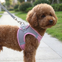 Verstellbares Geschirr-Set Mit Leine -  PuppyRoam