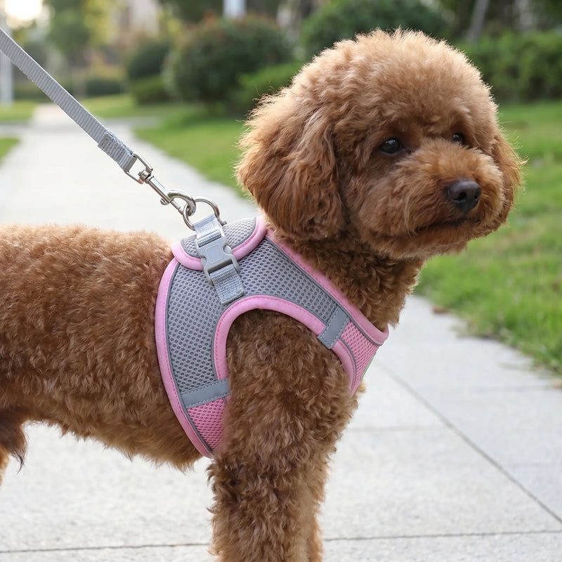 Verstellbares Geschirr-Set Mit Leine -  PuppyRoam