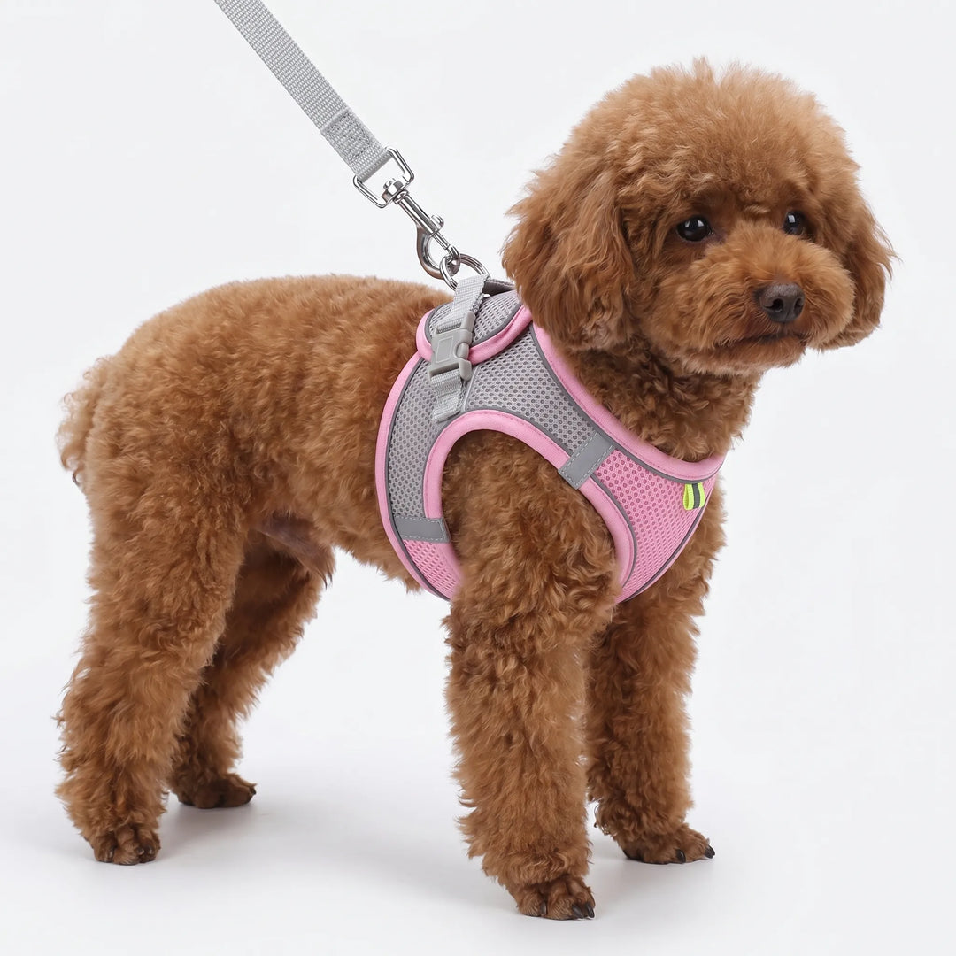 Verstellbares Geschirr-Set Mit Leine -  PuppyRoam