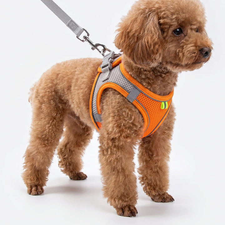 Verstellbares Geschirr-Set Mit Leine -  PuppyRoam