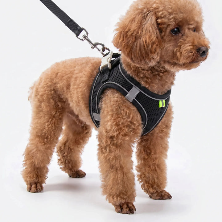 Verstellbares Geschirr-Set Mit Leine -  PuppyRoam