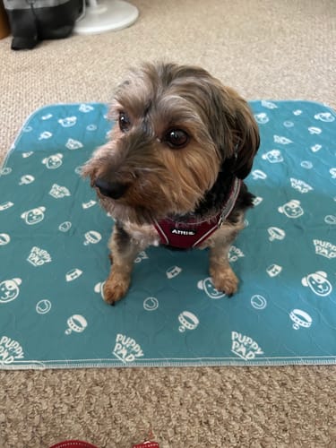 Waschbare Unterlage Für Hunde -  Absorbia