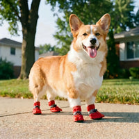 Wasserabweisende Hundeschuhe -  Lumistep