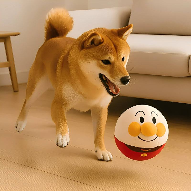 Ein Shiba-Inu-Hund spielt im Wohnzimmer mit dem weißen Plüschball mit lachendem Gesicht und rotem Körper. 2