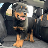 Rottweiler-Welpe steht fröhlich auf der schwarzen Rückbank-Auflage, rechts ist die Seitenwand mit Netztasche zu sehen. 10