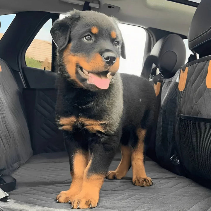 Rottweiler-Welpe steht fröhlich auf der schwarzen Rückbank-Auflage, rechts ist die Seitenwand mit Netztasche zu sehen. 10