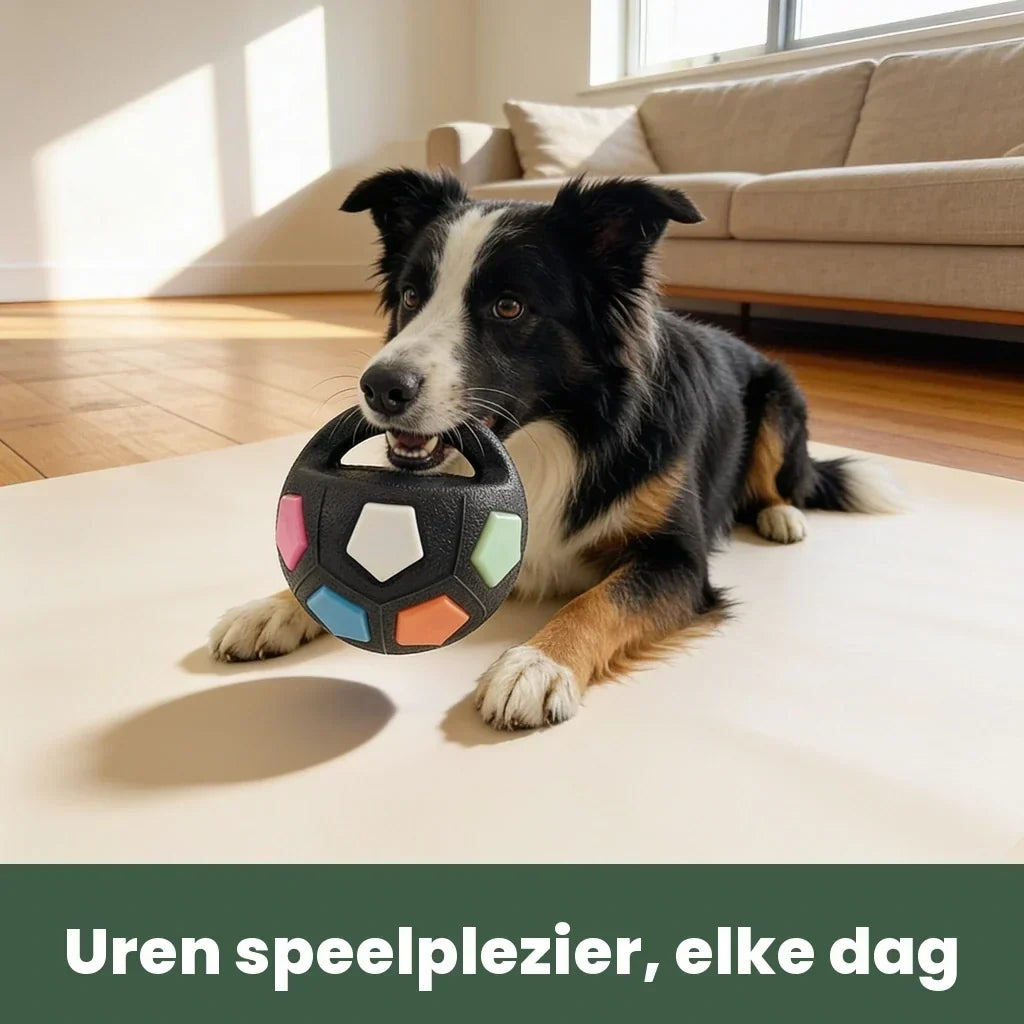 Border Collie liegt im sonnigen Wohnzimmer auf dem Boden und trägt den schwarzen Ball mit bunten Feldern am Griff im Maul. 2